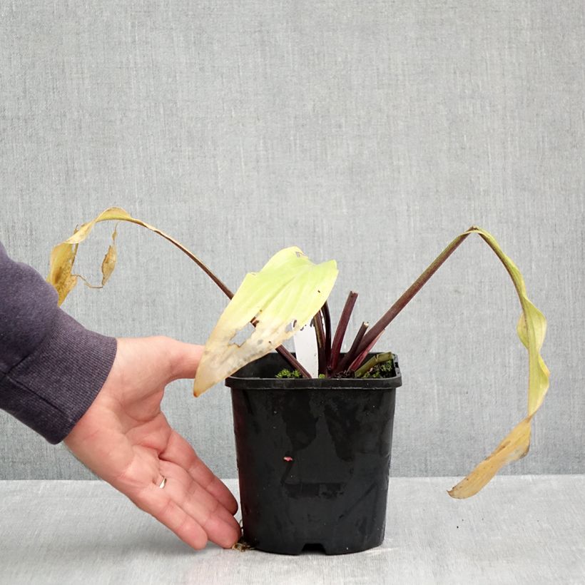 Hosta Lipstick Blonde 1.5L/2L pot sample as delivered in autumn