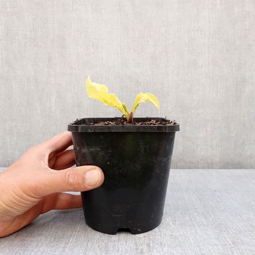 Hosta Lipstick Blonde 1.5L/2L pot sample as delivered in spring