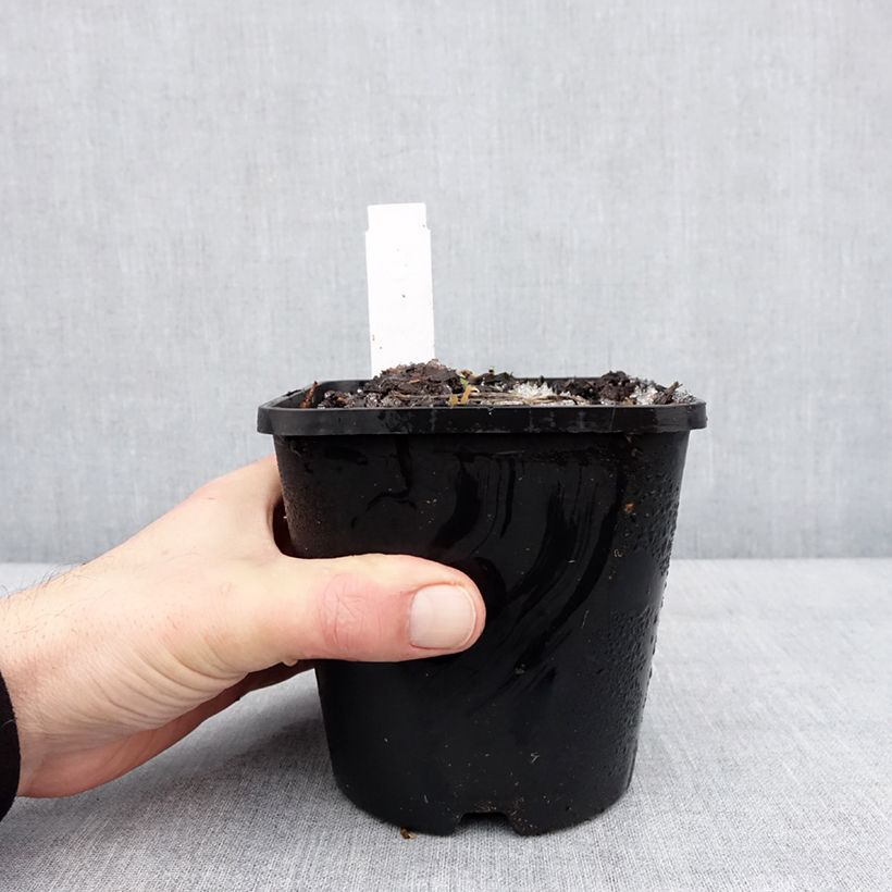 Hosta Lipstick Kiss 1.5L/2L pot sample as delivered in winter