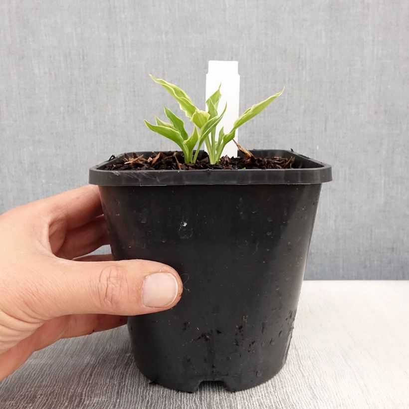 Hosta Little Devil 1.5L/2L pot sample as delivered in spring