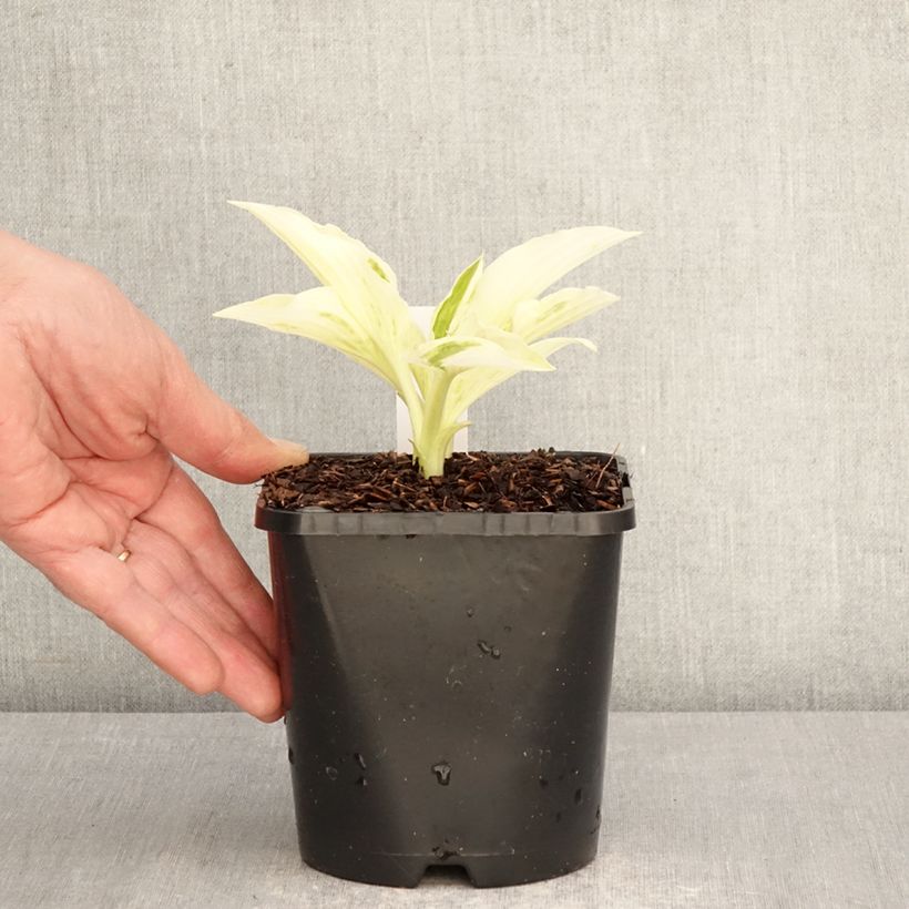 Hosta London Fog 1.5L/2L pot sample as delivered in spring