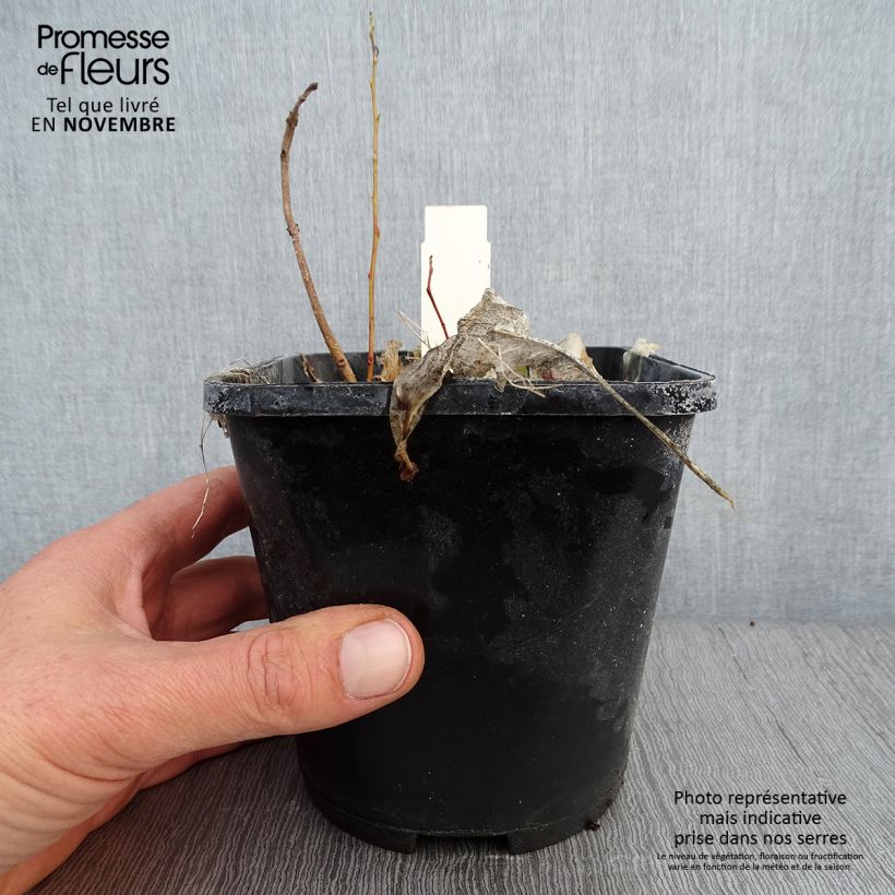Hosta Marilyn Monroe 1.5L/2L pot sample as delivered in autumn