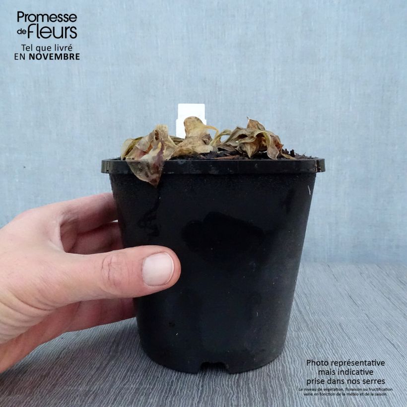 Hosta Mighty Mouse 1.5L/2L pot sample as delivered in autumn