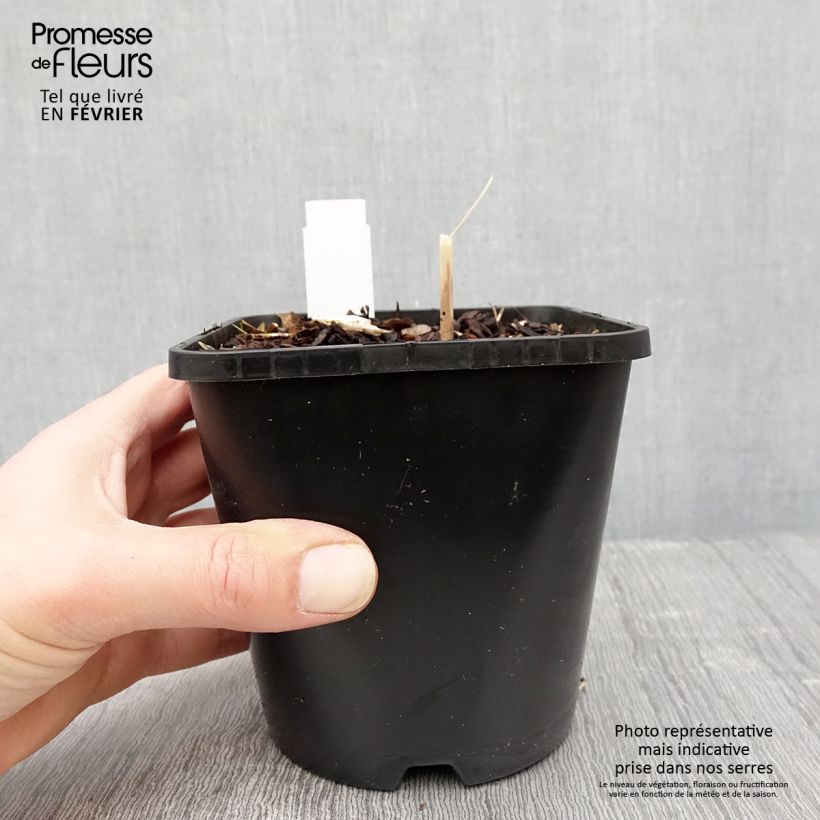 Hosta Mini Skirt 1.5L/2L pot sample as delivered in winter