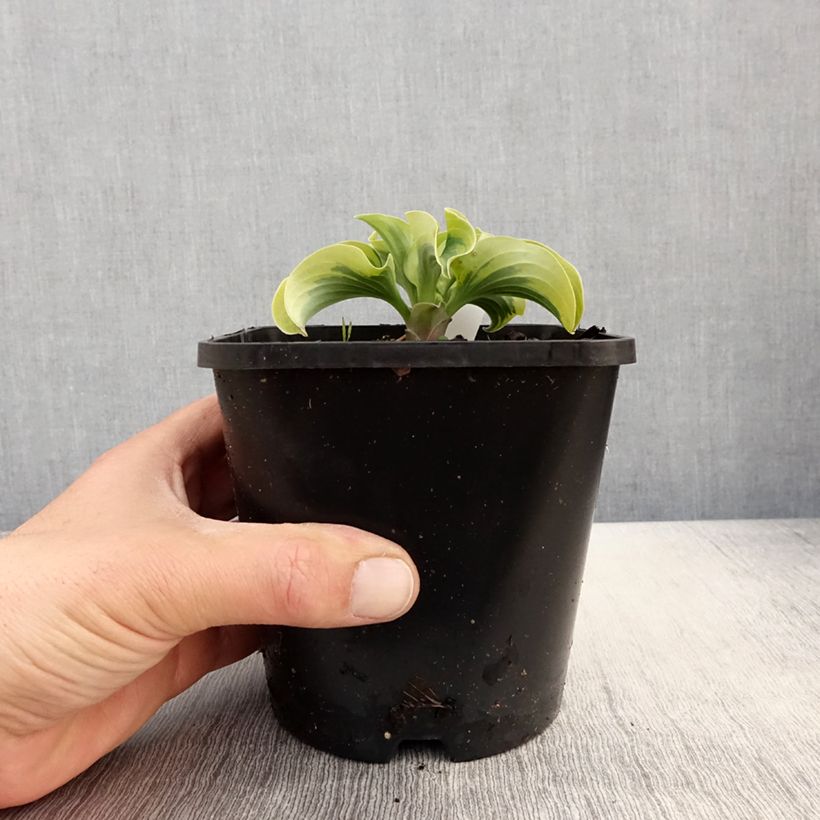 Hosta Mini Skirt 1.5L/2L pot sample as delivered in spring