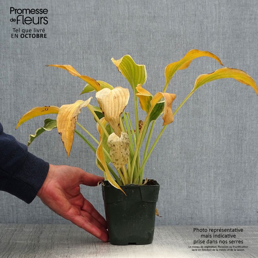 Hosta montana Yellow River 8/9 cm pot sample as delivered in autumn
