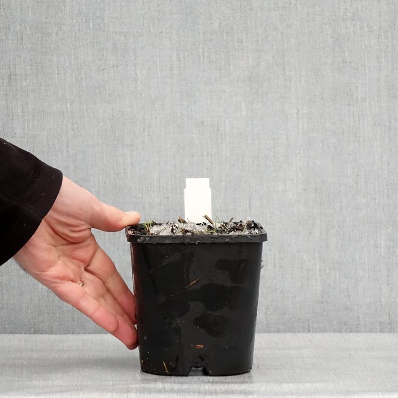 Hosta montana Yellow River 1.5L/2L pot sample as delivered in winter