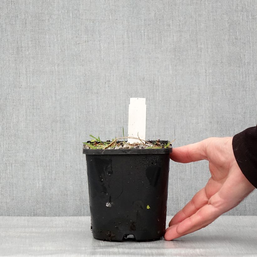 Hosta Neptune 1.5L/2L pot sample as delivered in winter