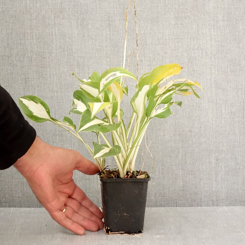 Hosta Night Before Christmas 8/9 cm pot sample as delivered in autumn