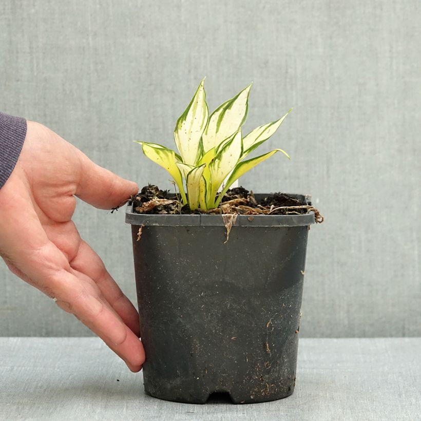 Hosta Orange Star Pot de 1,5L/2L sample as delivered in summer
