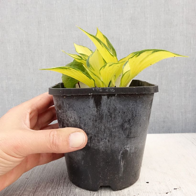 Hosta tardiana Orange Star 1.5L/2L pot sample as delivered in spring