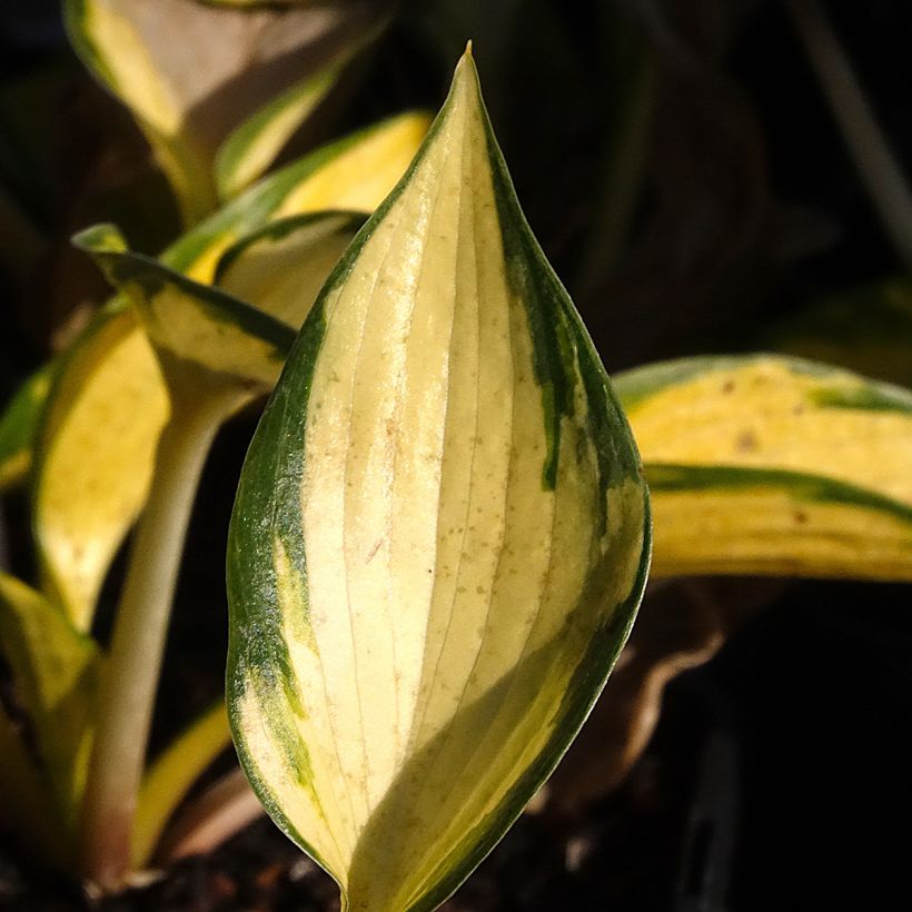 Hosta tardiana Orange Star (Foliage)