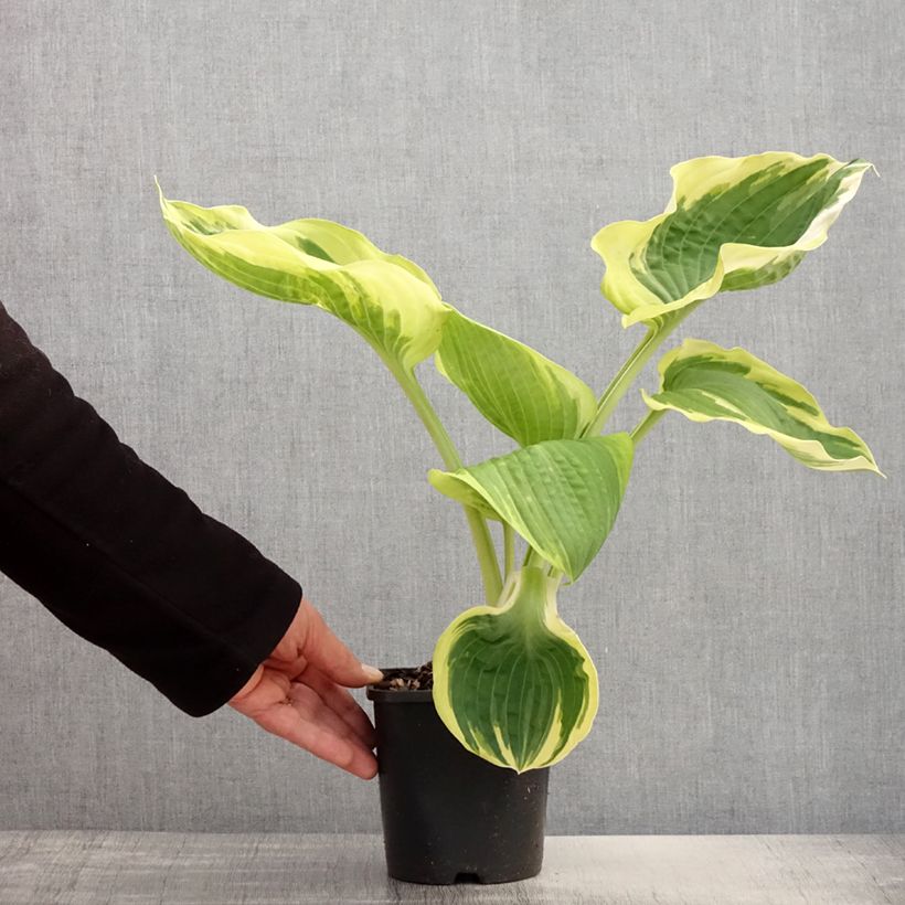 Hosta Orions Belt 1.5L/2L pot sample as delivered in spring