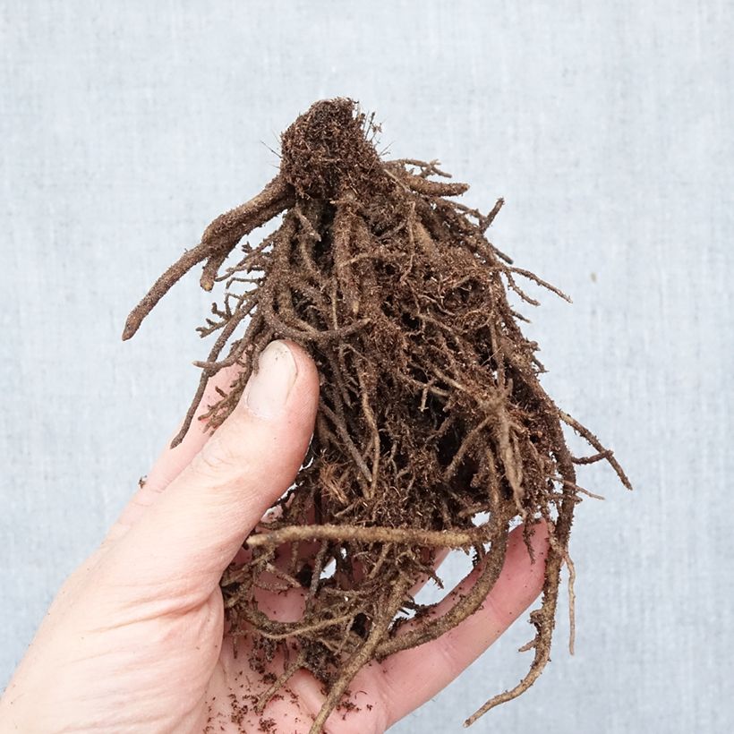 Hosta Orions Belt Bare root sample as delivered in winter