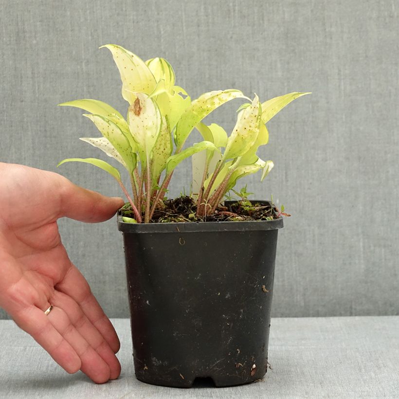 Hosta Paradise Island 1.5L/2L pot sample as delivered in summer