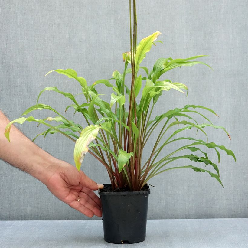 Hosta Party Streamers 1.5L/2L pot sample as delivered in summer