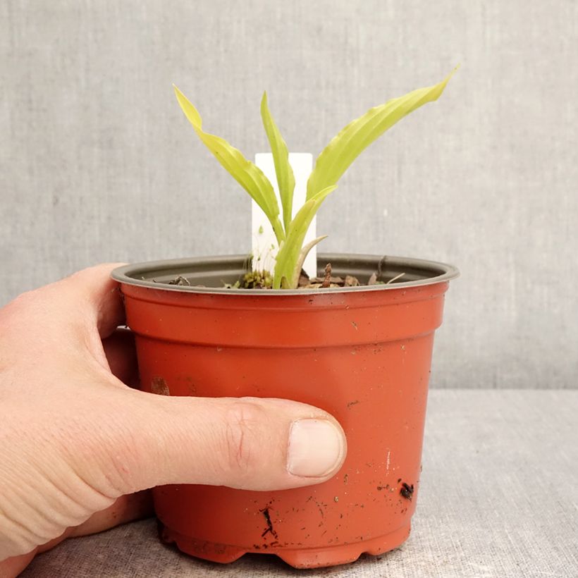 Hosta Party Streamers 12cm pot sample as delivered in spring