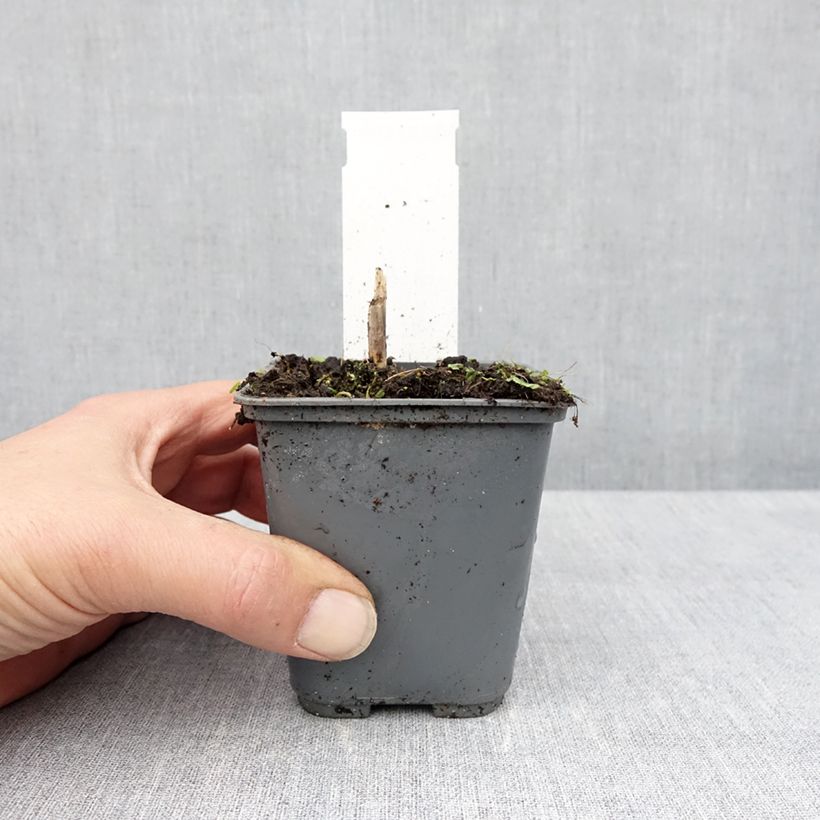 Hosta fortunei Patriots Fire 8/9 cm pot sample as delivered in spring