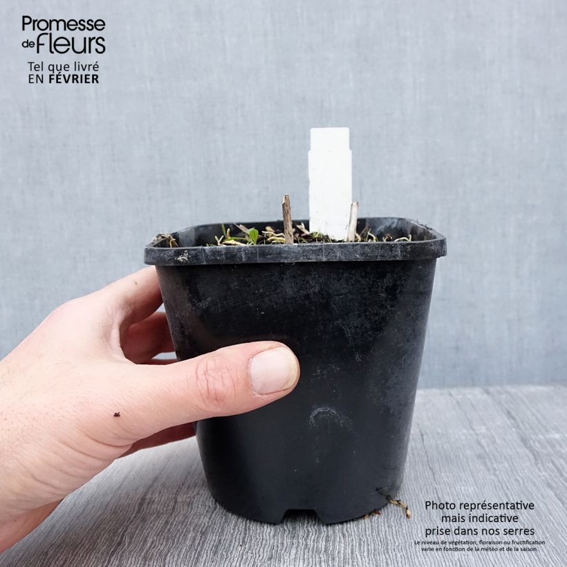 Hosta Pin Up 1.5L/2L pot sample as delivered in winter