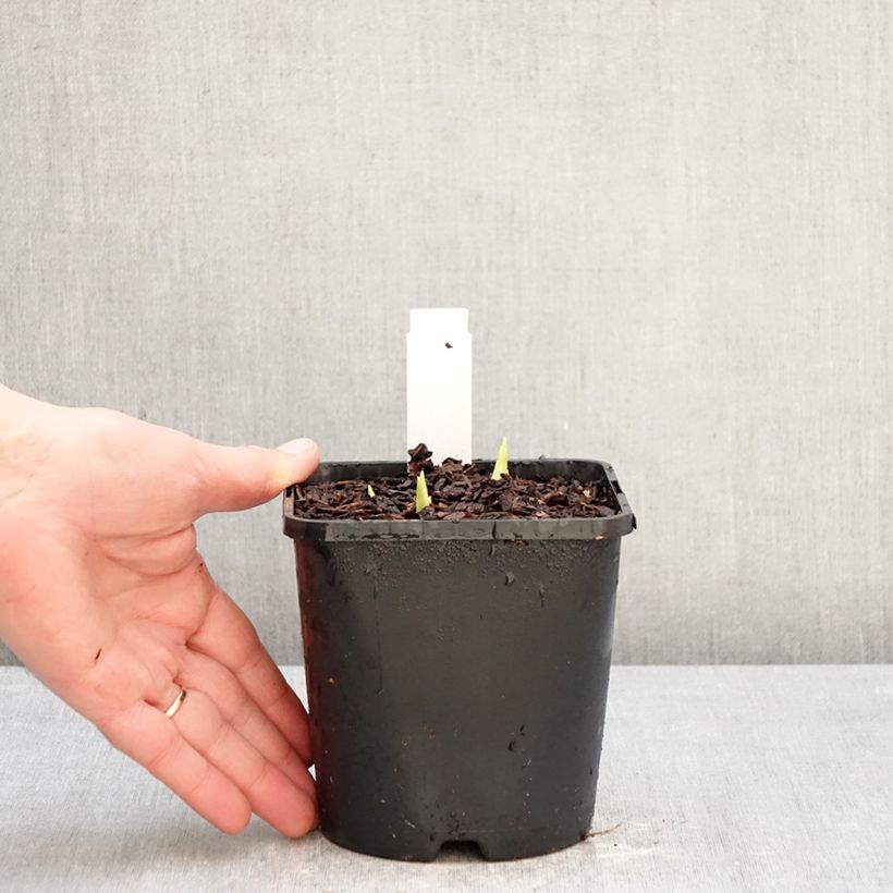 Hosta plantaginea grandiflora 1L/1.5L pot sample as delivered in winter