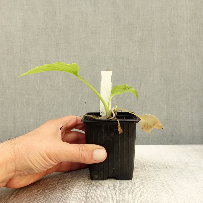 Hosta plantaginea var. japonica 8/9 cm pot sample as delivered in autumn