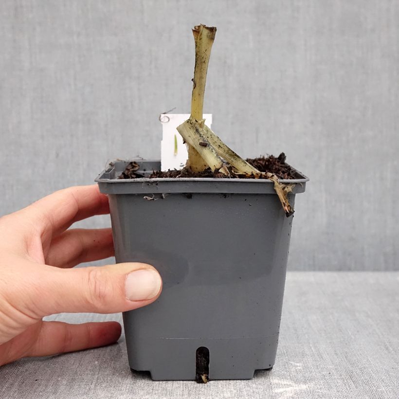 Hosta plantaginea Venus 1.5L/2L pot sample as delivered in autumn