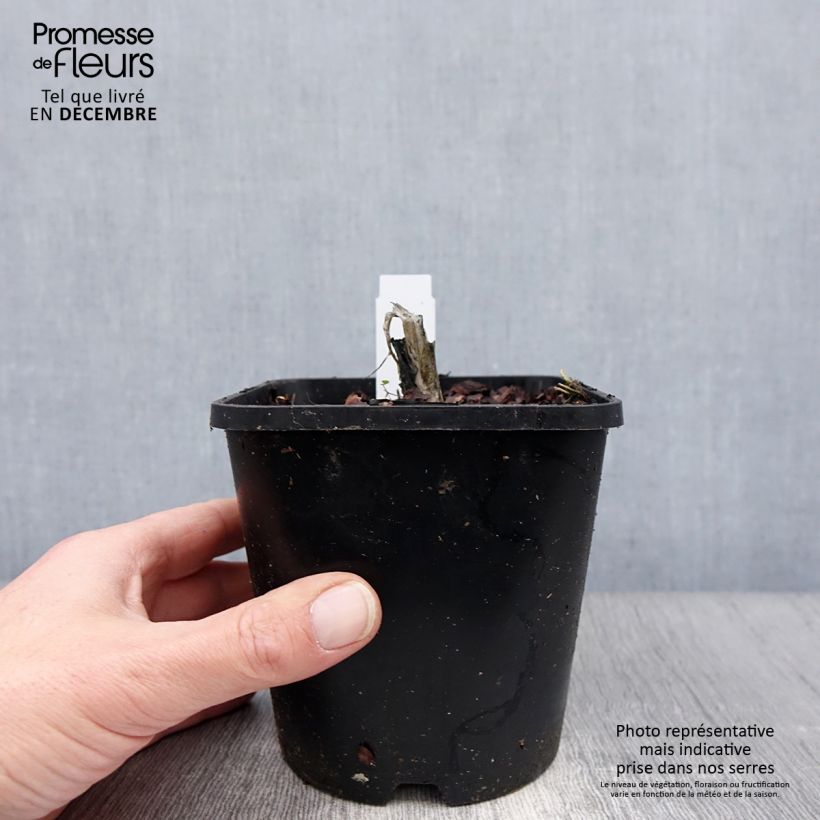 Hosta plantaginea Venus 1.5L/2L pot sample as delivered in winter