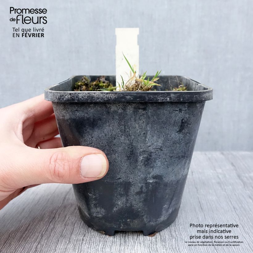 Hosta Praying Hands 1.5L/2L pot sample as delivered in winter