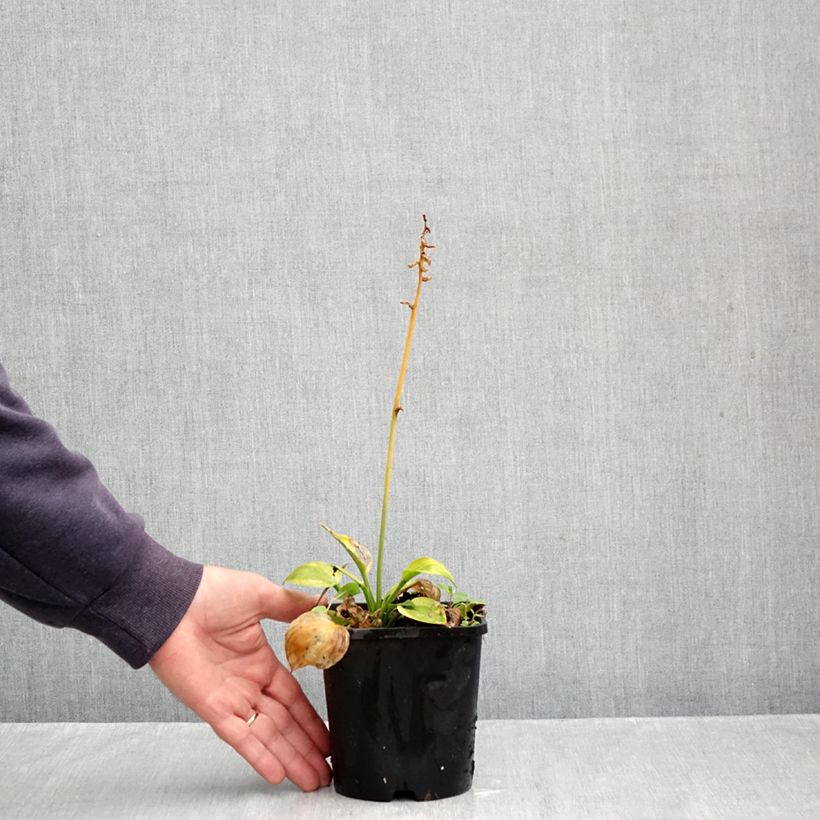 Hosta Radiant Edger - Plantain Lily 1.5L/2L pot sample as delivered in autumn