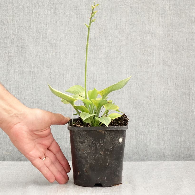 Hosta Radiant Edger - Plantain Lily 1.5L/2L pot sample as delivered in summer