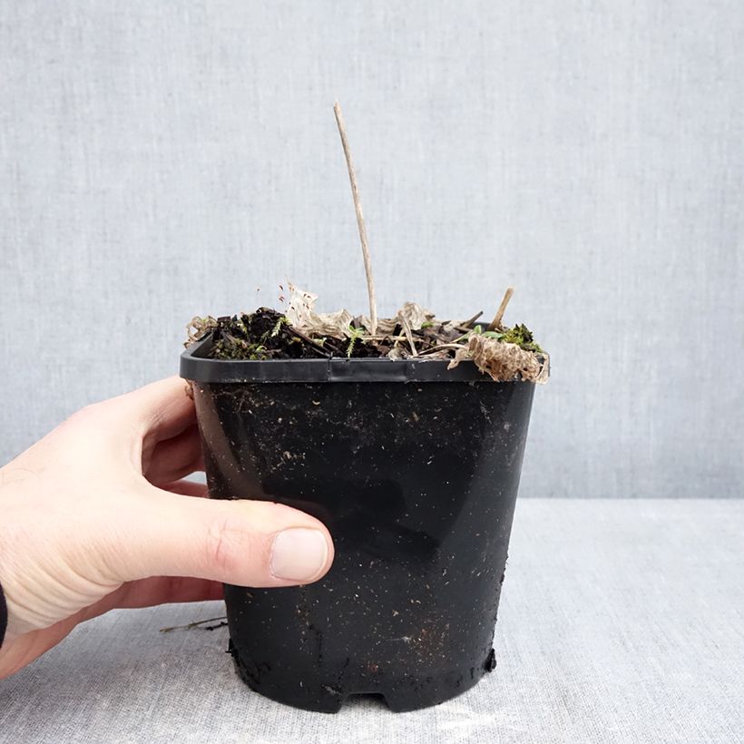 Hosta Radiant Edger - Plantain Lily 1.5L/2L pot sample as delivered in winter