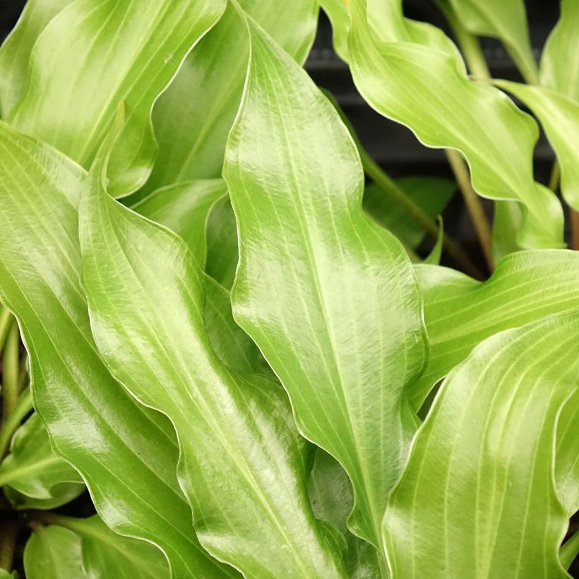 Hosta Raspberry Sorbet (Foliage)