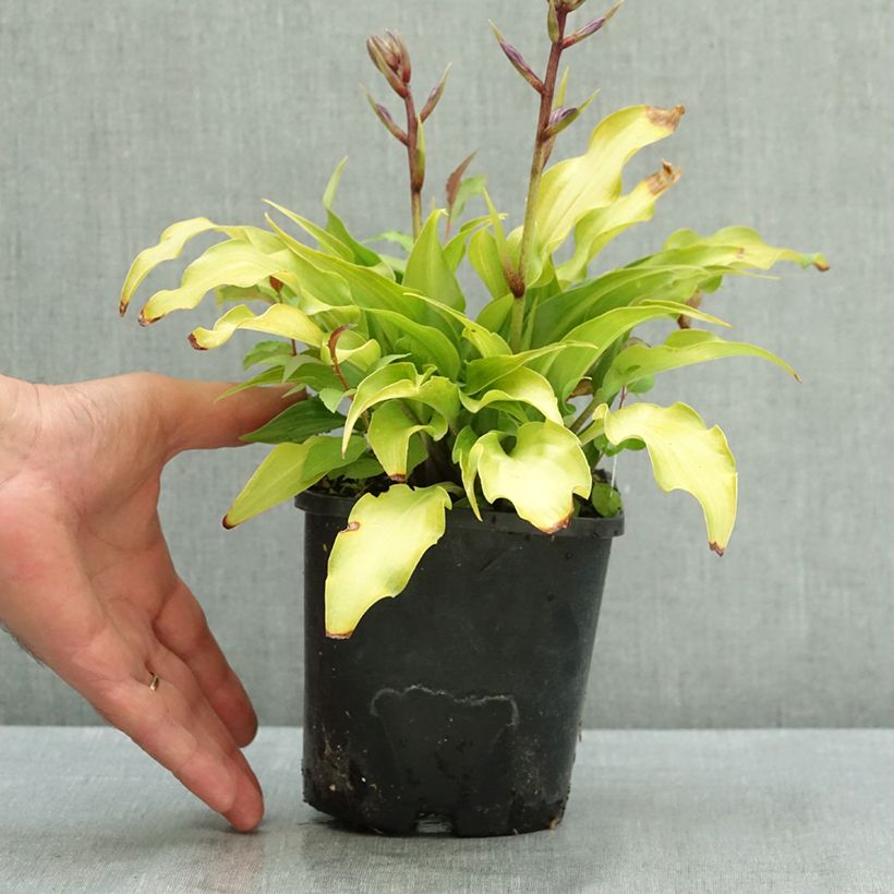 Hosta Raspberry Sorbet 1.5L/2L pot sample as delivered in summer