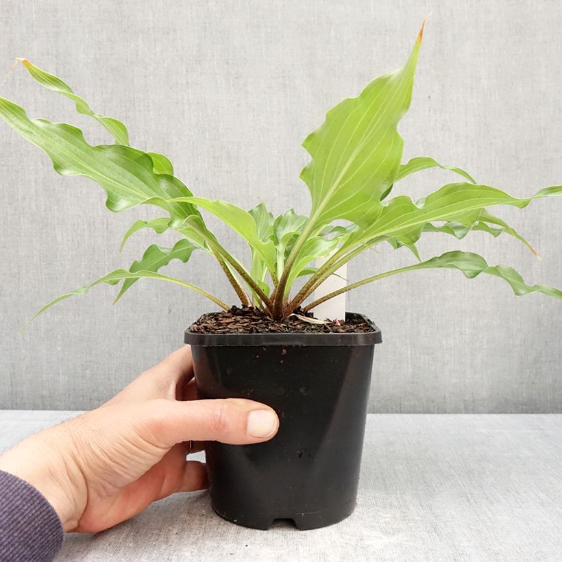 Hosta Raspberry Sorbet 1.5L/2L pot sample as delivered in spring