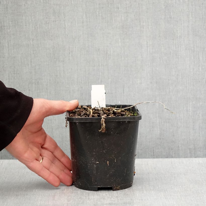 Hosta Raspberry Sundae 1.5L/2L pot sample as delivered in spring