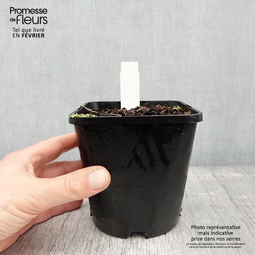Hosta Remember Me 1.5L/2L pot sample as delivered in winter