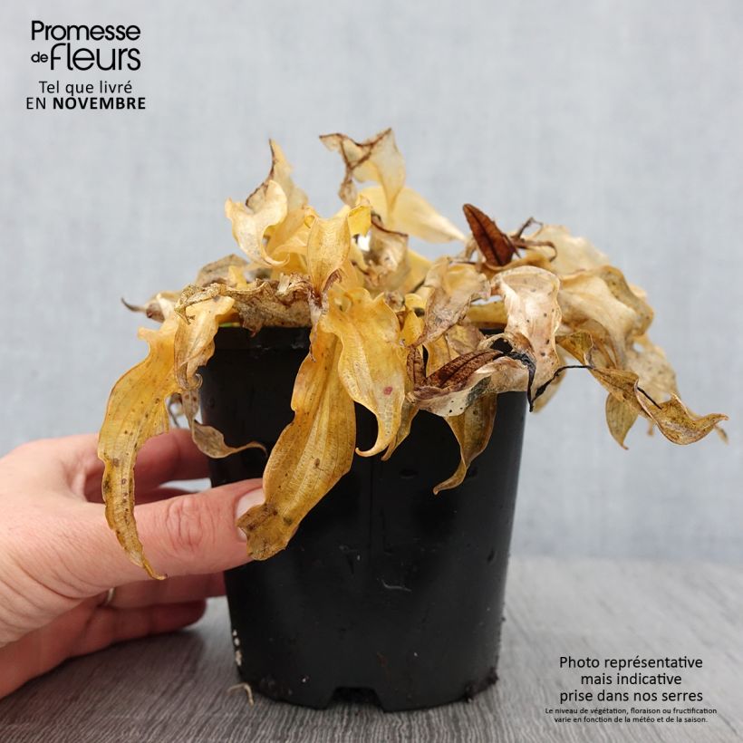 Hosta Ripple Effect 1.5L/2L pot sample as delivered in autumn