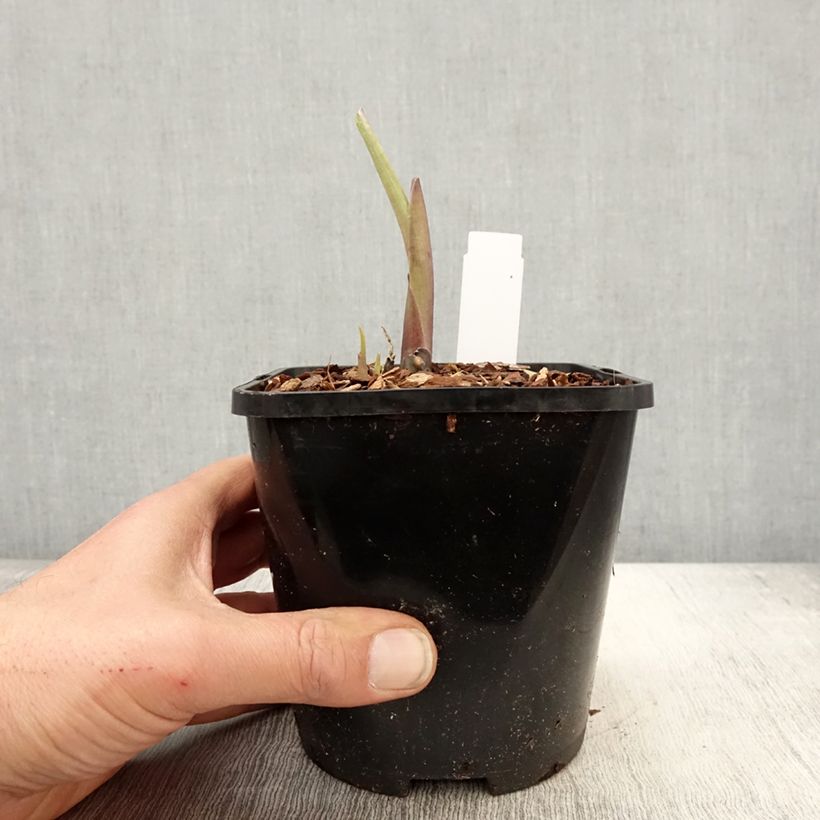 Hosta Ruffed Up 1.5L/2L pot sample as delivered in spring