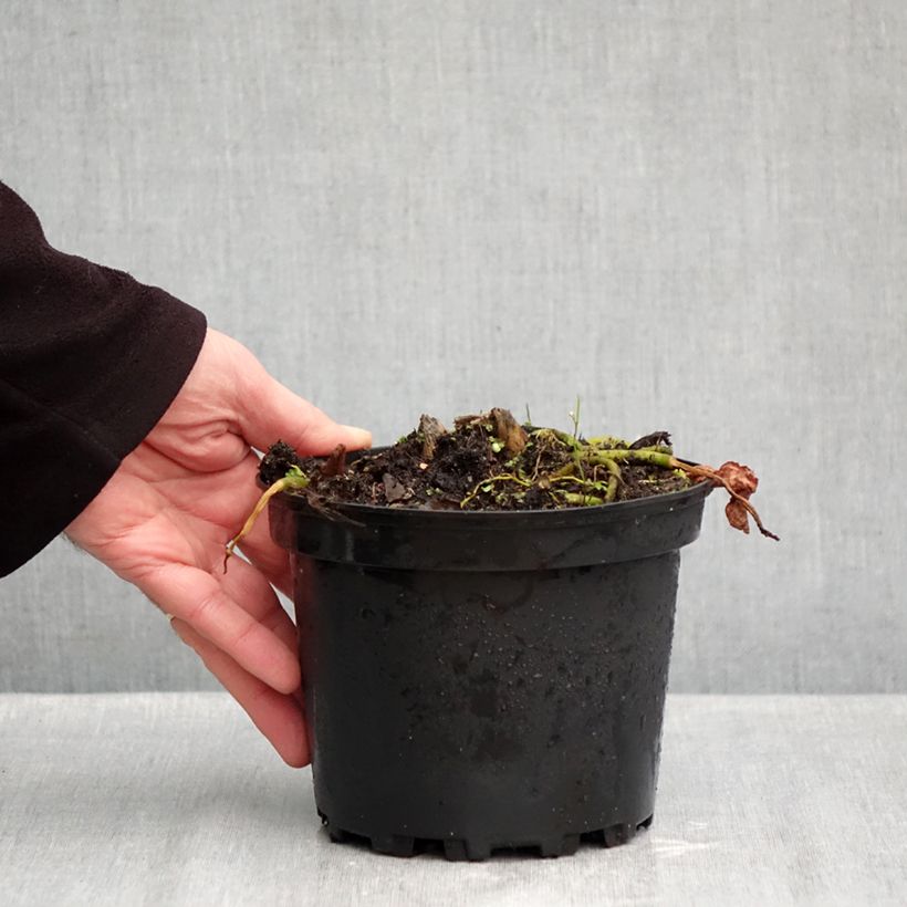 Hosta fluctuans Sagae 1.5L/2L pot sample as delivered in autumn