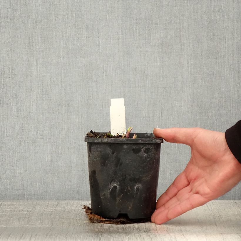 Hosta Saint Elmos Fire 1.5L/2L pot sample as delivered in spring