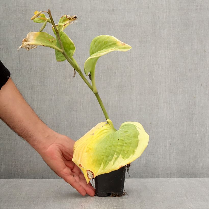 Hosta sieboldiana Frances Williams 8/9 cm pot sample as delivered in autumn