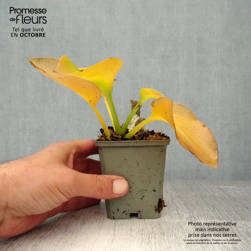 Hosta sieboldiana var. elegans - Plantain Lily 8/9 cm pot sample as delivered in autumn