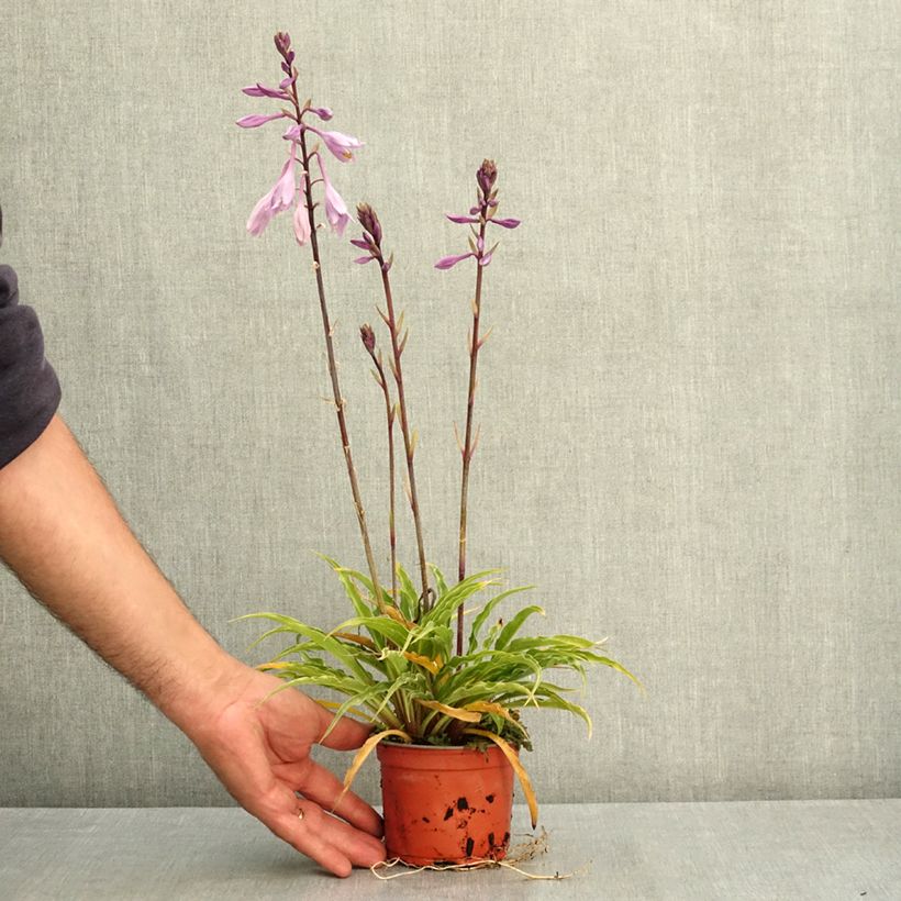 Hosta  Silly String 12cm pot sample as delivered in summer