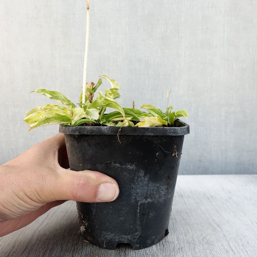 Hosta  Sizzle 1.5L/2L pot sample as delivered in autumn