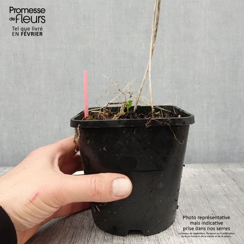 Hosta  Sizzle 1.5L/2L pot sample as delivered in winter