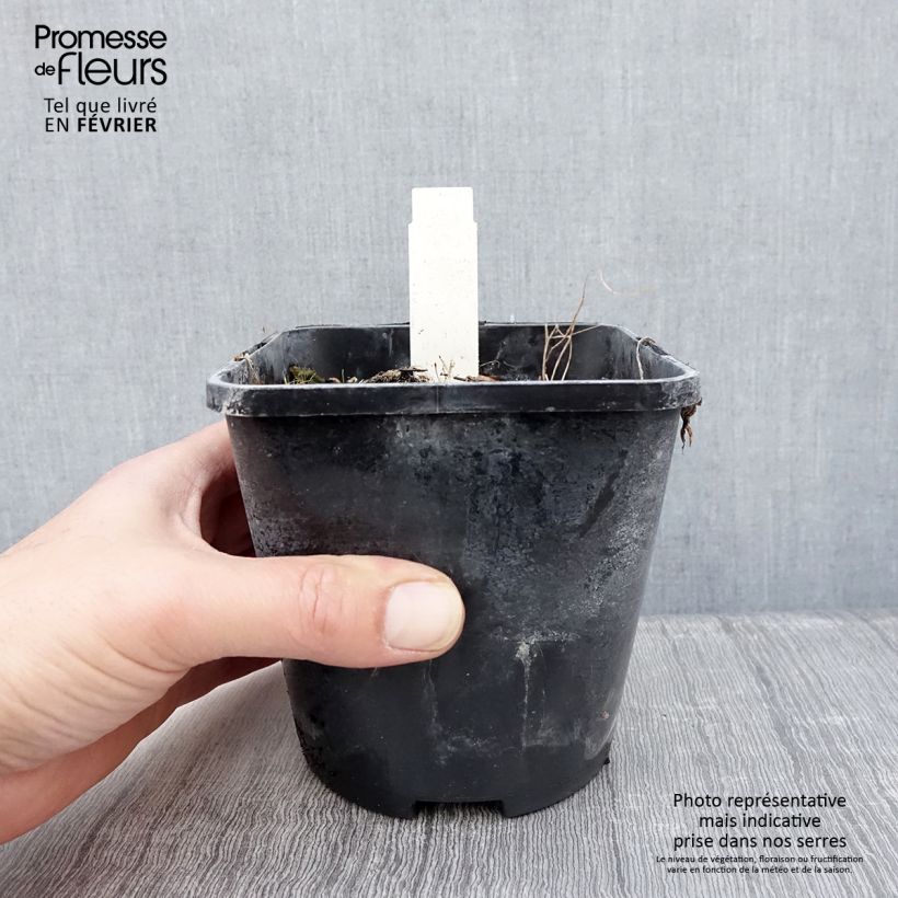 Hosta  Smiling Mouse 1.5L/2L pot sample as delivered in winter