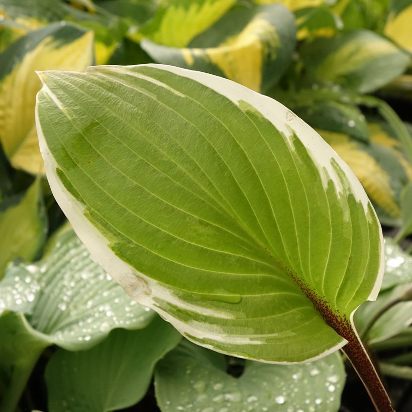 Hosta Sorbet (Foliage)