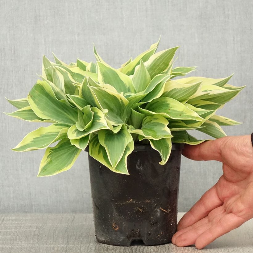 Hosta Spartacus 1.5L/2L pot sample as delivered in spring