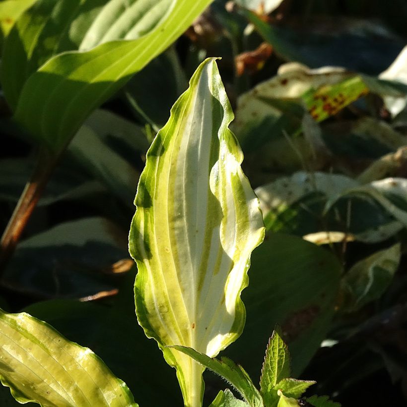 Hosta Spritzer (Foliage)