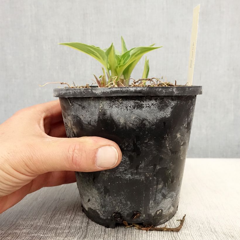Hosta  Stand by Me 1.5L/2L pot sample as delivered in spring